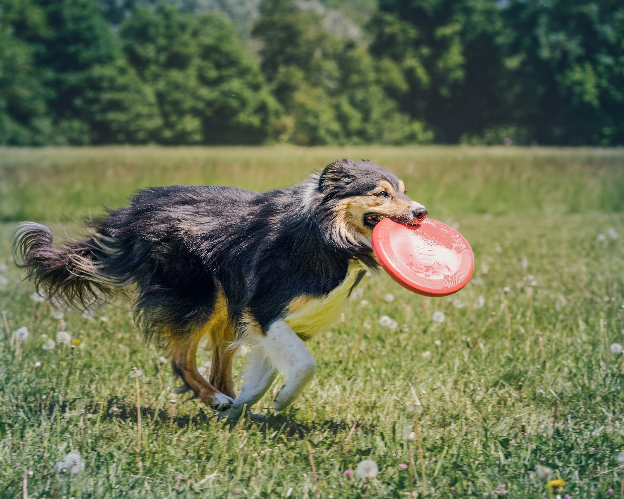 Dog running with frisbee in mouth